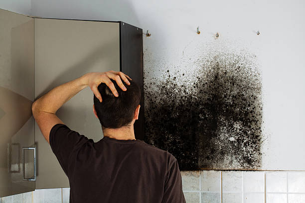 Best Certified Mold Removal  in Leonard, TX